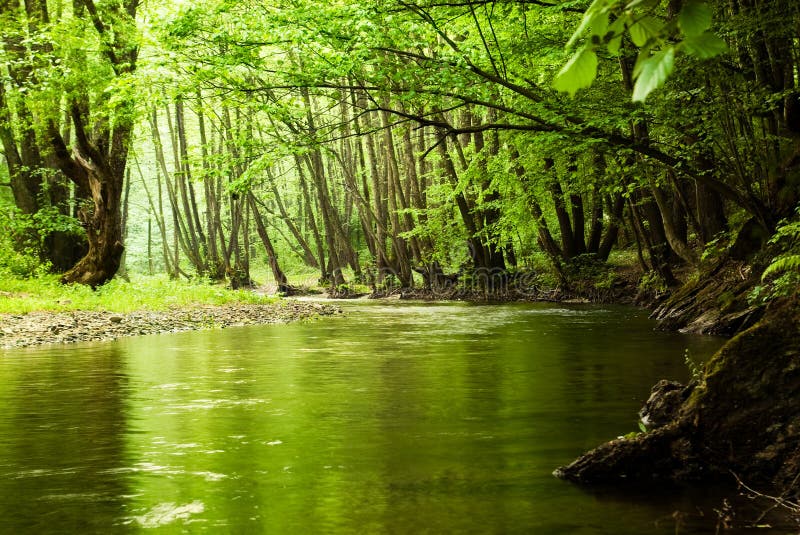 Grünen Sie Wald und Fluss