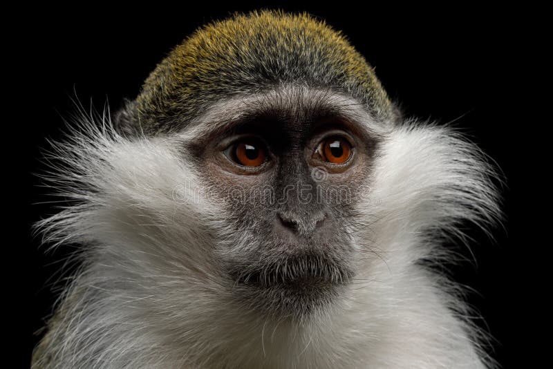 Grüner Affe auf schwarzem Hintergrund lizenzfreie stockfotos Grüner Affe auf schwarzem Hintergrund lizenzfreie stockfotos