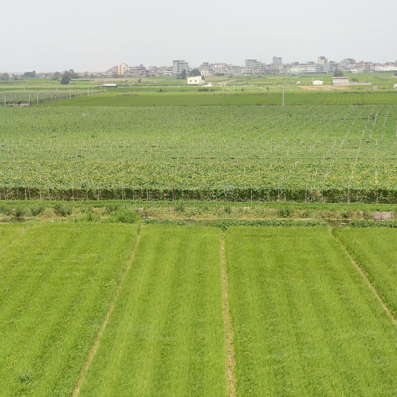 Grüner Bauernhof lizenzfreie stockbilder