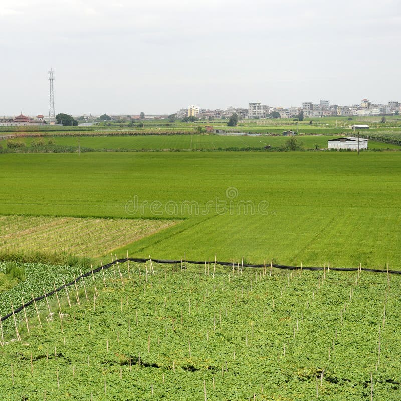 Grüner Bauernhof. lizenzfreies stockbild
