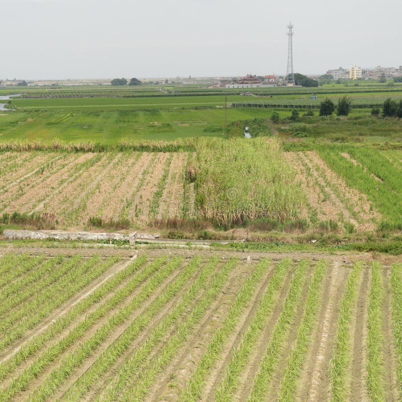 Grüner Bauernhof lizenzfreie stockbilder