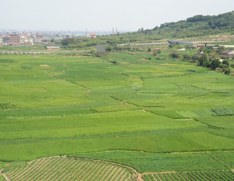 Grüner Bauernhof stockfotografie