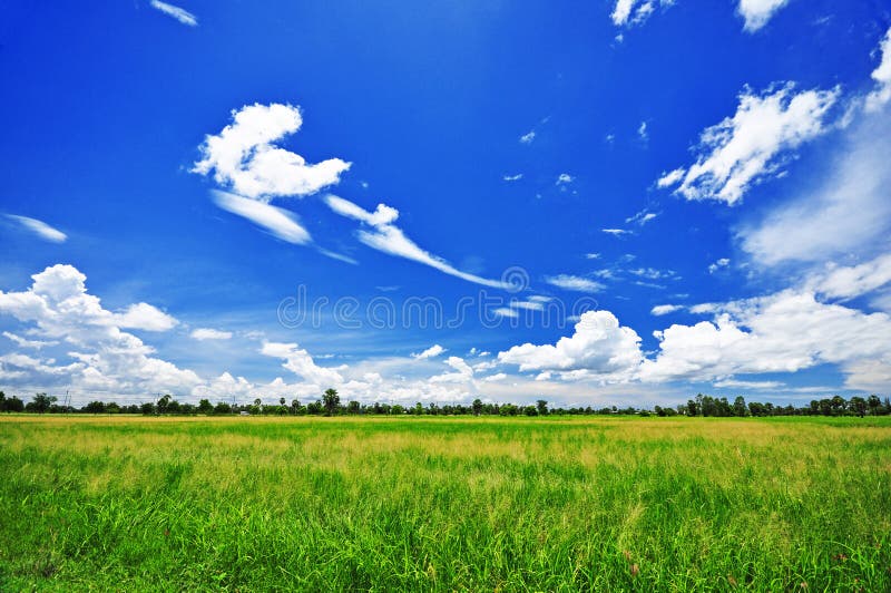Grüner Bauernhof und blauer Himmel stockfotografie