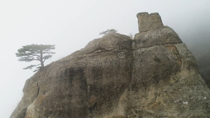Grüner Baum auf Rand der Klippe im Nebel schuß Steinsäule auf dem Felsen untergetaucht im dichten Nebel Mystische Atmosphäre des lizenzfreies stockfoto Grüner Baum auf Rand der Klippe im Nebel schuß Steinsäule auf dem Felsen untergetaucht im dichten Nebel Mystische Atmosphäre des lizenzfreies stockfoto