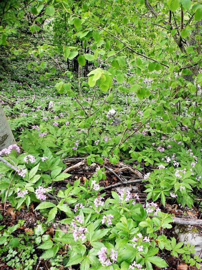 grüner Boden in den Waldwilden Blumen lizenzfreies stockbild grüner Boden in den Waldwilden Blumen lizenzfreies stockbild