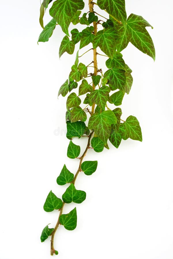Grüner Efeu lizenzfreie stockbilder Grüner Efeu lizenzfreie stockbilder