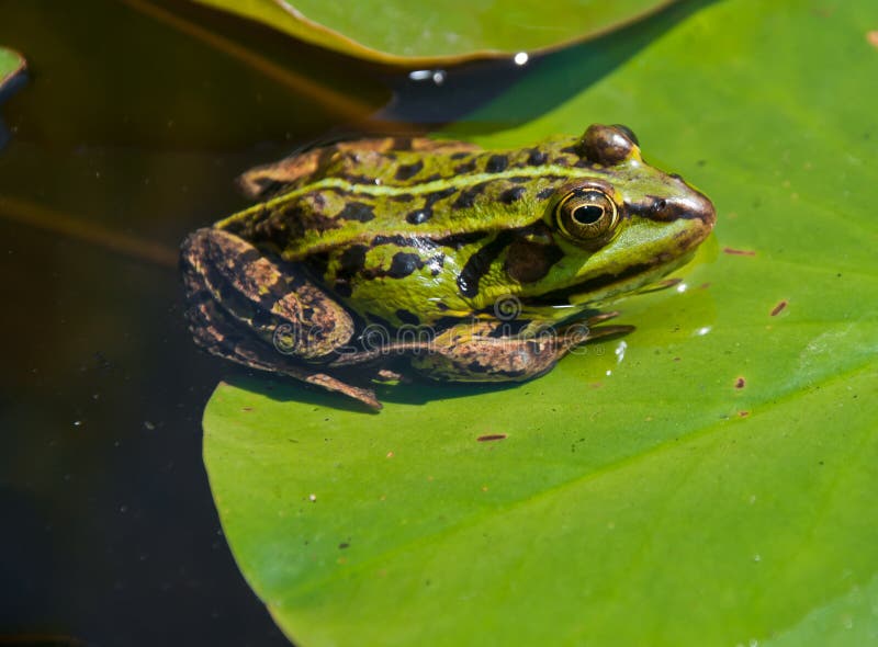 Grüner Frosch auf einem Blatt von einem Waterlily stockbilder Grüner Frosch auf einem Blatt von einem Waterlily stockbilder