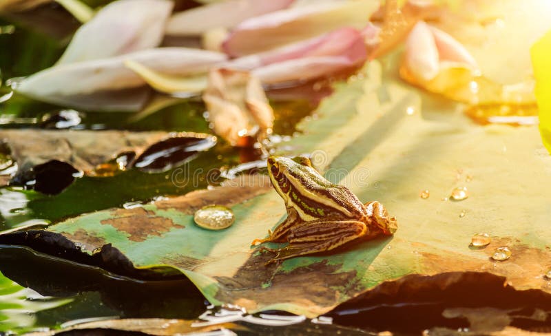 Grüner Frosch, der auf Lotosblatt in einem Teich bei Sonnenuntergang sitzt lizenzfreie stockbilder Grüner Frosch, der auf Lotosblatt in einem Teich bei Sonnenuntergang sitzt lizenzfreie stockbilder