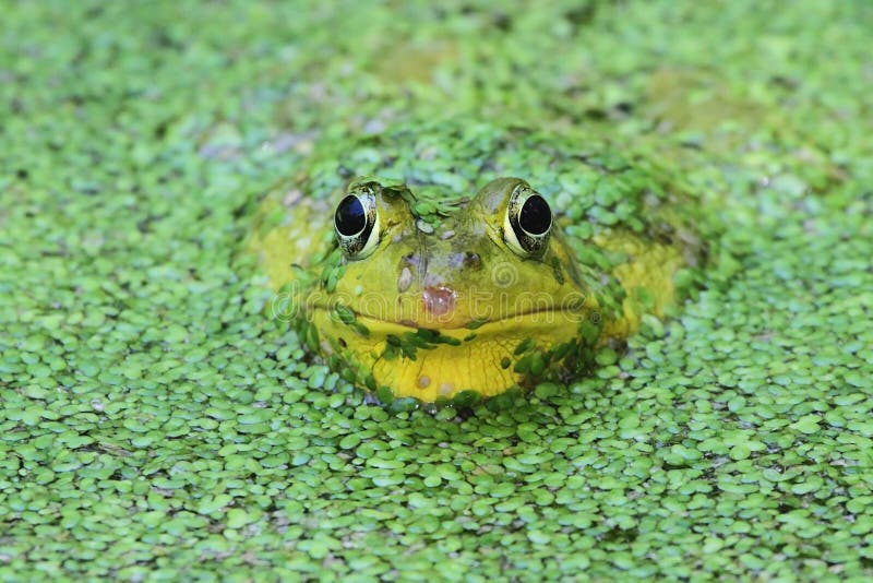 Grüne TeichFroschNahaufnahme Stockbild Bild von frosch, abschlu