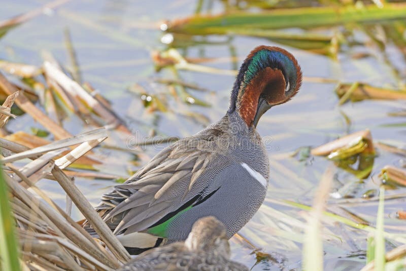 Grüner geflügelter Teal Preening stockfoto Grüner geflügelter Teal Preening stockfoto