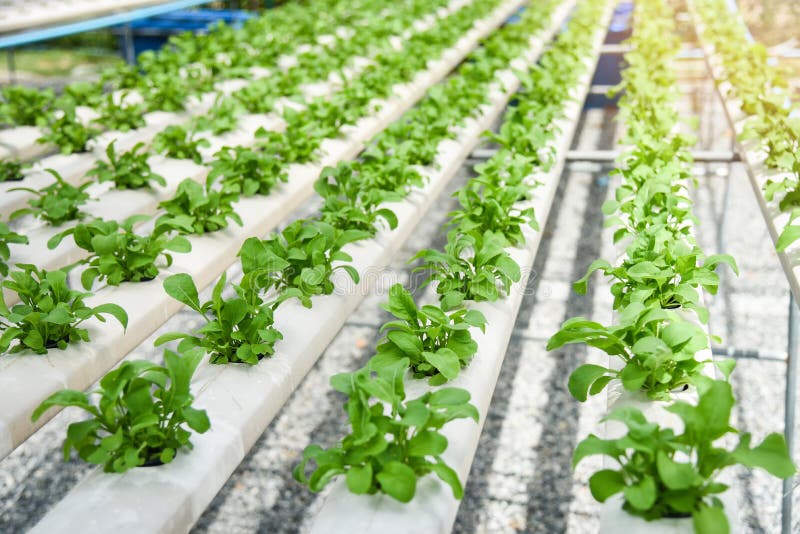 Grüner Gemüsegarten des Kopfsalatsalats, der auf Wasserkultursystembauernhofanlagen auf Wasser ohne Boden wächst stockbilder Grüner Gemüsegarten des Kopfsalatsalats, der auf Wasserkultursystembauernhofanlagen auf Wasser ohne Boden wächst stockbilder