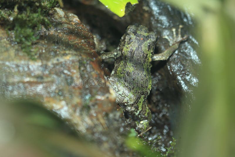 Grüner grabender Frosch stockfotografie Grüner grabender Frosch stockfotografie