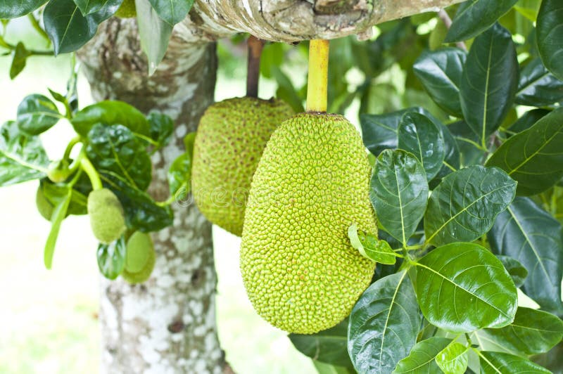 Jackfruit stockbild. Bild von geruch, reif, frech, frucht 37130457