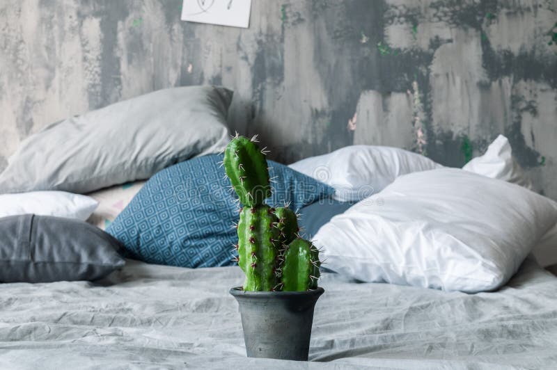 Grüner Kaktus auf dem Bett im Dachbodenraum lizenzfreie stockfotografie Grüner Kaktus auf dem Bett im Dachbodenraum lizenzfreie stockfotografie