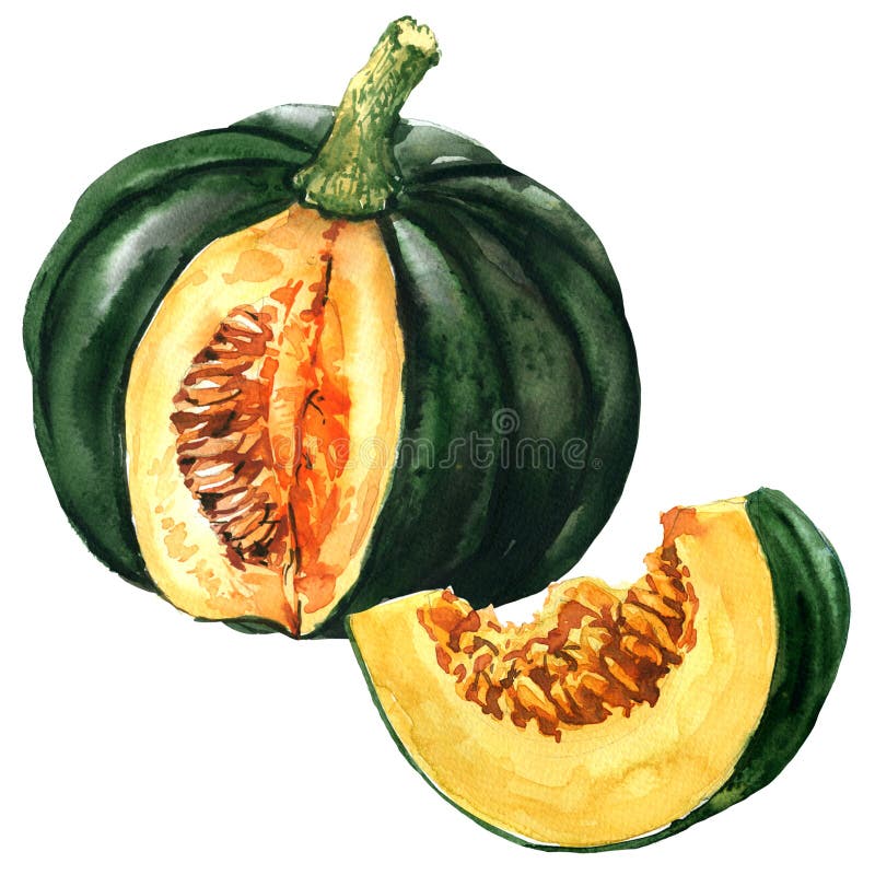 Grüner Kürbis mit Scheibe, Herbstgemüse lokalisiert, Aquarellillustration auf Weiß stock abbildung Grüner Kürbis mit Scheibe, Herbstgemüse lokalisiert, Aquarellillustration auf Weiß stock abbildung