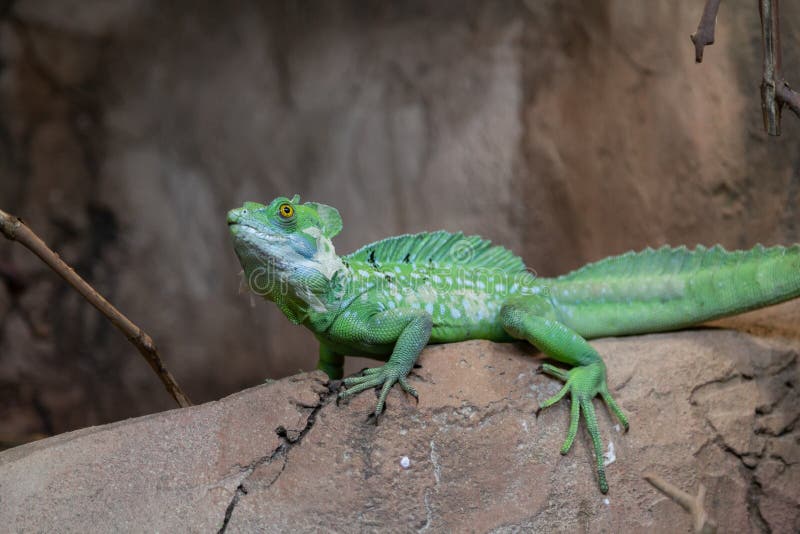 Grüner Leguan, der auf Steinabschluß sitzt lizenzfreie stockbilder