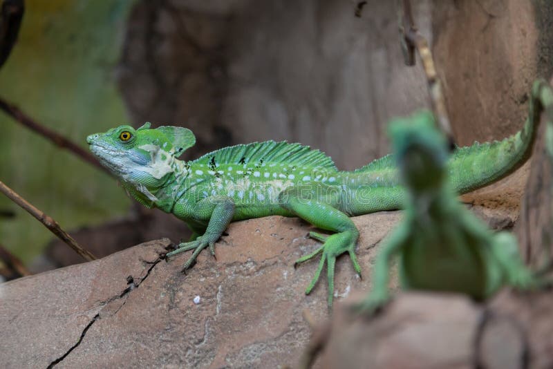 Grüner Leguan, der auf Steinabschluß sitzt stockfotografie