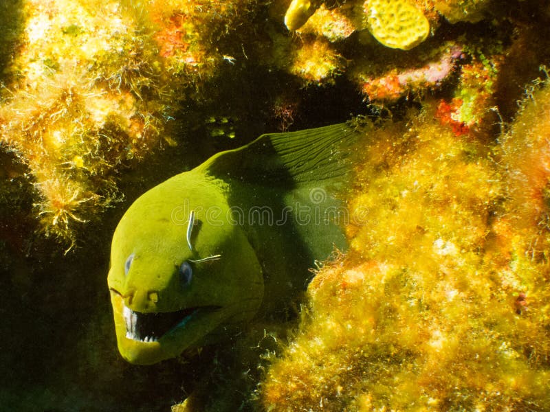 A small green moray eel peeks out from his home in a coral head off the western coast of Grand Cayman, in the Cayman Islands. A small green moray eel peeks out from his home in a coral head off the western coast of Grand Cayman, in the Cayman Islands.