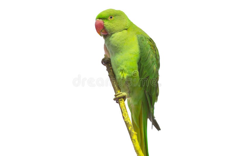 Grüner Papagei getrennt lizenzfreies stockbild Grüner Papagei getrennt lizenzfreies stockbild