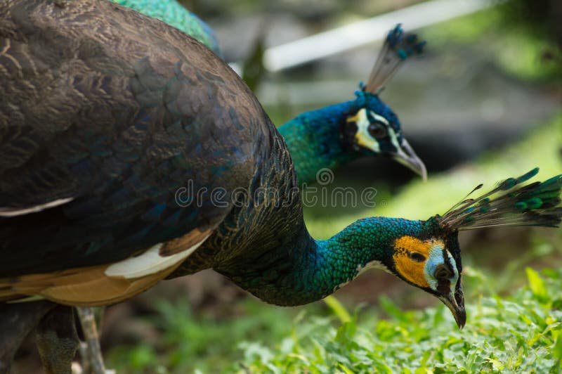 Grüner Pfau zwei u. x28; Pavo Muticus& x29; Essen des Samens auf Gras am Morgen lizenzfreies stockfoto