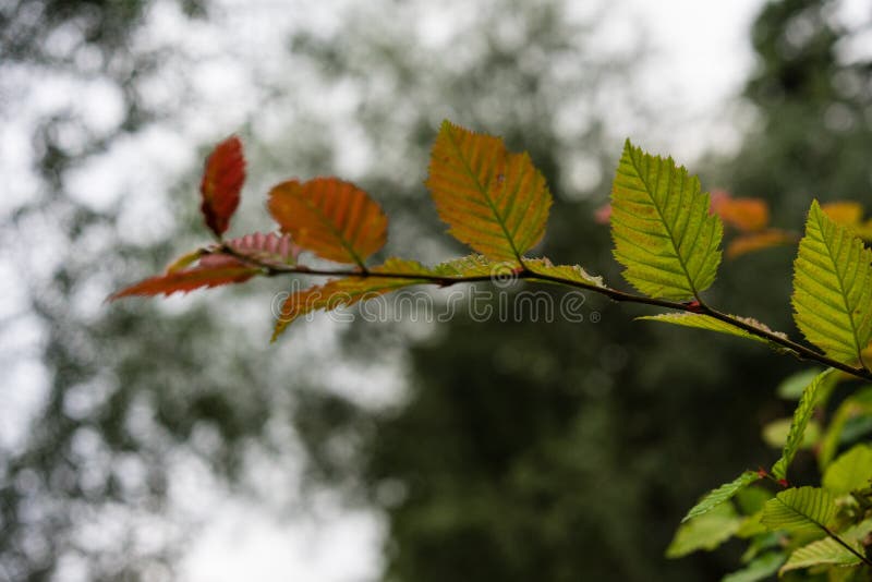 Grüner roter Seitenansichtabschluß des Blattes oben im Gartenhintergrund und -bewölktem Himmel stockfotografie Grüner roter Seitenansichtabschluß des Blattes oben im Gartenhintergrund und -bewölktem Himmel stockfotografie