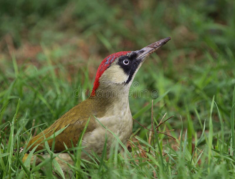 A female Green Woodpecker in the grass, looking for ants. A female Green Woodpecker in the grass, looking for ants.