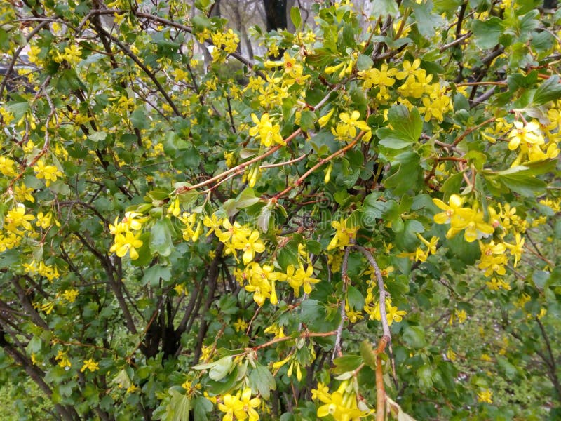 Die Blühende Pflanze Des Strauchfrühlinges Mit Kleinen Gelben Blumen