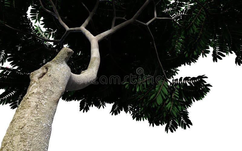 Grüner sumac Baum lokalisiert auf weißem Hintergrund vektor abbildung Grüner sumac Baum lokalisiert auf weißem Hintergrund vektor abbildung