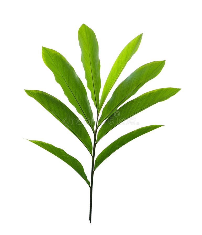 Grüner tropische Betriebsroter Ingwer lässt Alpinia purpurata lokalisiert auf weißem Hintergrund, Beschneidungspfad stockfotografie Grüner tropische Betriebsroter Ingwer lässt Alpinia purpurata lokalisiert auf weißem Hintergrund, Beschneidungspfad stockfotografie