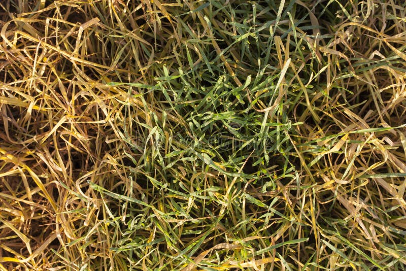 Grüner und gelber Weizen stockbild Grüner und gelber Weizen stockbild