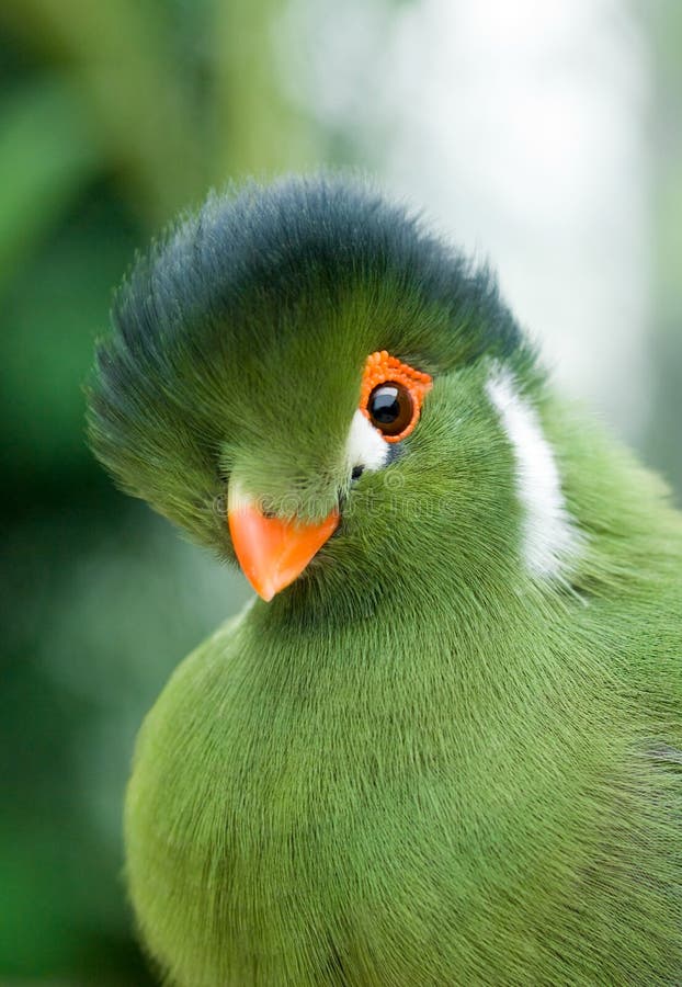 Grüner Vogel