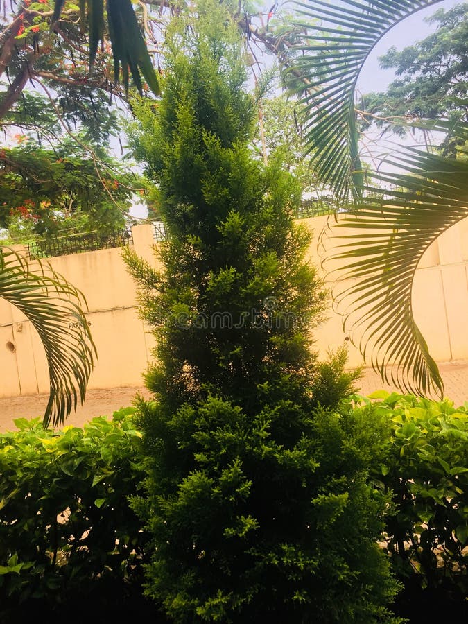 Grüner Vollbaum mit Pflanzen und Himmel stockbild Grüner Vollbaum mit Pflanzen und Himmel stockbild