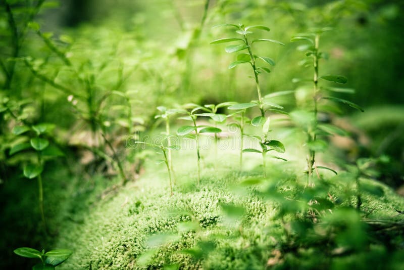 Low aperture soft green nature background. Forest scene. Low aperture soft green nature background. Forest scene