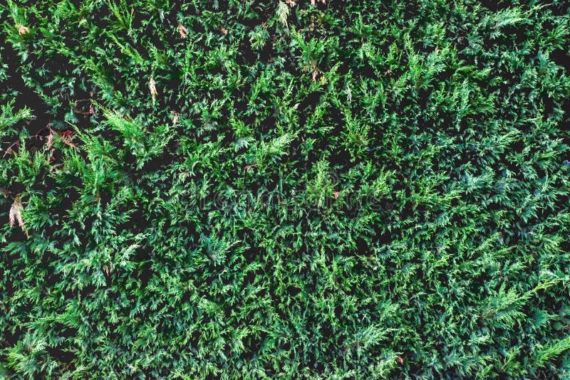 Grüner Zaunhintergrund für Entwurf Gr?ne Heckenbeschaffenheit lizenzfreie stockfotos Grüner Zaunhintergrund für Entwurf Gr?ne Heckenbeschaffenheit lizenzfreie stockfotos