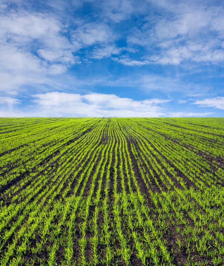 Grünes Feld lizenzfreie stockbilder