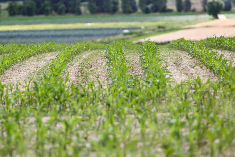 Grünes Bauernhoffeld stockfoto