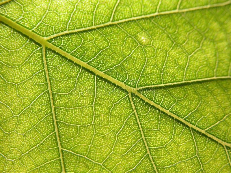 Green leaf detail. Green leaf detail