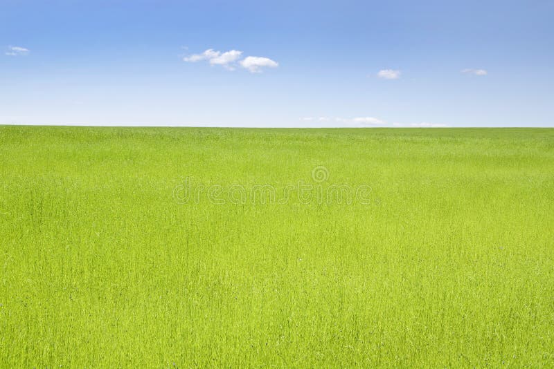 Grünes Feld des Flachses stockbild Grünes Feld des Flachses stockbild