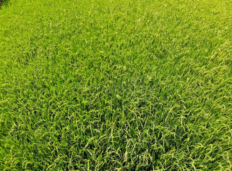 Grünes Feld des Reises mit Wind an der schönen Draufsicht des Thailand-Landwirtschaftsbauernhofes in der Sommersaison durch Brumm stockbild Grünes Feld des Reises mit Wind an der schönen Draufsicht des Thailand-Landwirtschaftsbauernhofes in der Sommersaison durch Brumm stockbild