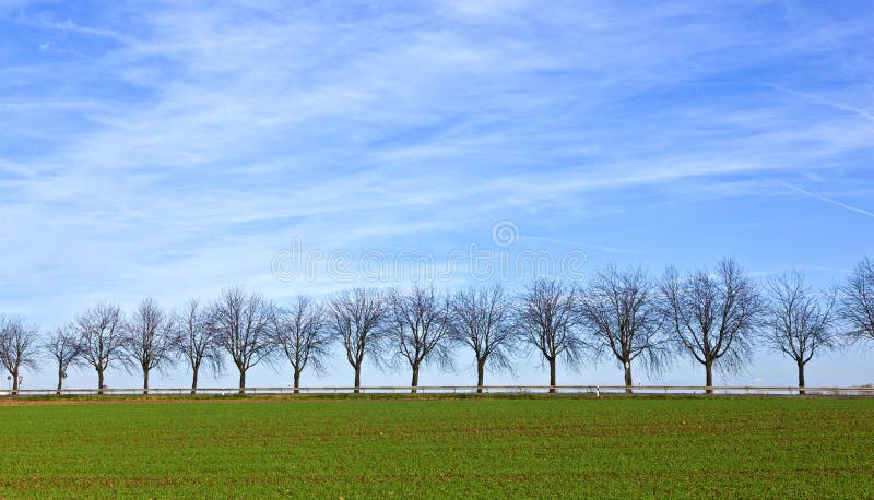 Grünes Feld mit Baumgasse stockbilder Grünes Feld mit Baumgasse stockbilder
