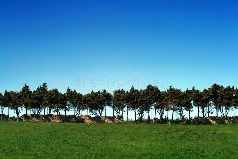 Grünes Feld mit Bäumen stockfotos Grünes Feld mit Bäumen stockfotos