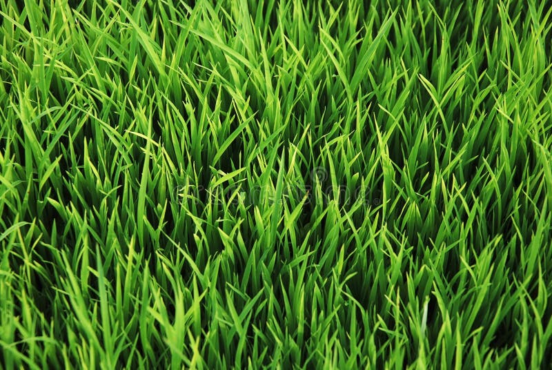 Grünes Gras