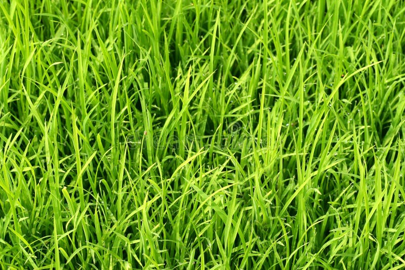 Hohes Grünes Gras in Einer Wiese Schließen Sie Oben Vom Frischen Gras