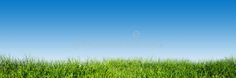 Grünes Gras auf blauem klarem Himmel, Frühlingsnaturpanorama