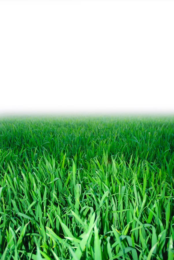 Grünes Gras, Hintergrund lizenzfreies stockbild Grünes Gras, Hintergrund lizenzfreies stockbild