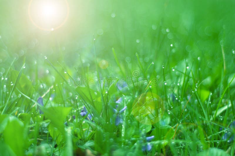 Grünes Gras mit Morgentau stockfotografie Grünes Gras mit Morgentau stockfotografie