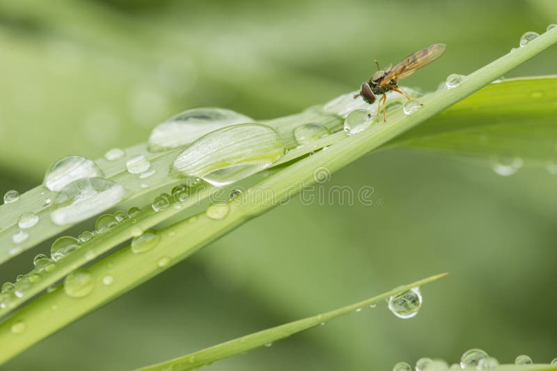 Grünes Gras mit Wassertropfen und hoverfly lizenzfreies stockbild Grünes Gras mit Wassertropfen und hoverfly lizenzfreies stockbild