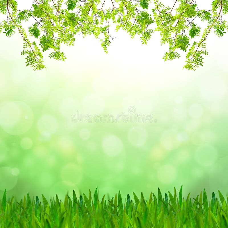 Grünes Gras und frische grüne Blätter