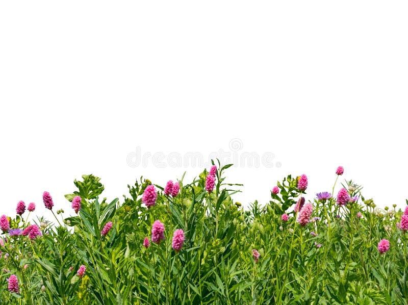 Grünes Gras und Grenze der wilden Blumen lokalisiert auf weißem Hintergrund stockfotos Grünes Gras und Grenze der wilden Blumen lokalisiert auf weißem Hintergrund stockfotos