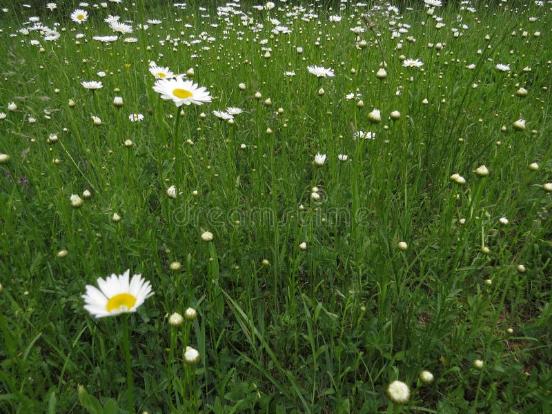 Grünes Gras und Gänseblümchen der Wiese moonflowers im Frühjahr mit der Stille und der Beziehung mit Natur lizenzfreie stockfotografie Grünes Gras und Gänseblümchen der Wiese moonflowers im Frühjahr mit der Stille und der Beziehung mit Natur lizenzfreie stockfotografie